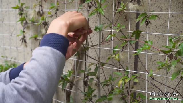园长介绍铁线莲的春季新枝绑扎【小时间，大园艺】 смотреть онлайн