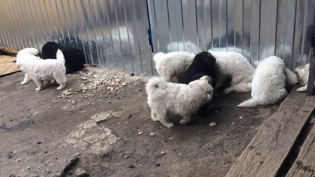 Щенки, 16.08.19 утро доброе бывает и начинается не с кофе смотреть онлайн