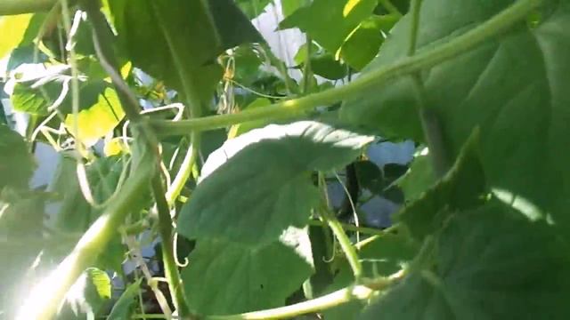 Обзор в теплице самых вкусных, урожайных и длительного срока плодоношения сортов огурцов. смотреть онлайн