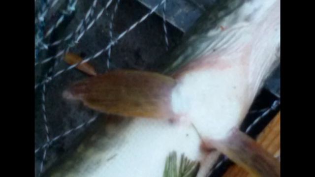 Мои самоделки 106 смотреть онлайн