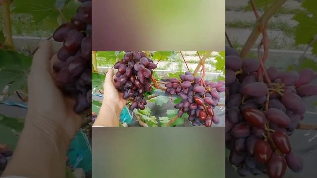 Аметист Новочеркасский- стабильный урожай. смотреть онлайн