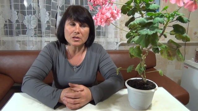Герань (Пеларгония). смотреть онлайн
