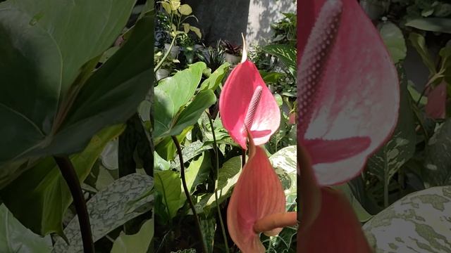 Anthurium Pink Flower's смотреть онлайн