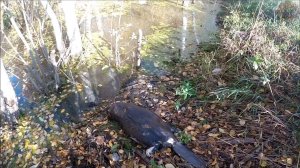 Что лучше -добыть бобра капканом или при помощи ружья (Будни охотника и рыбака)