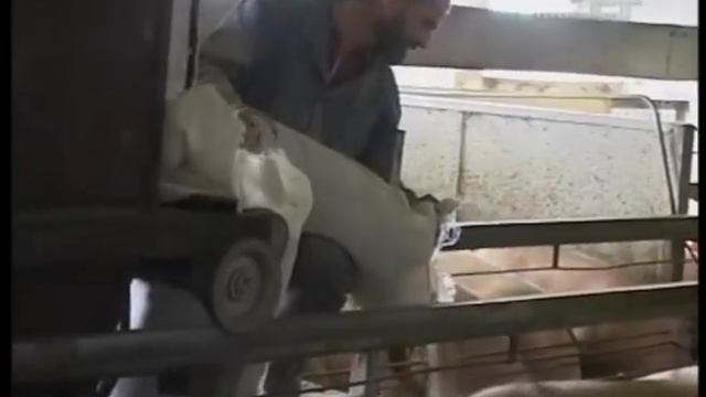 СВИНАРНИКА НЕ БУДЕТ смотреть онлайн