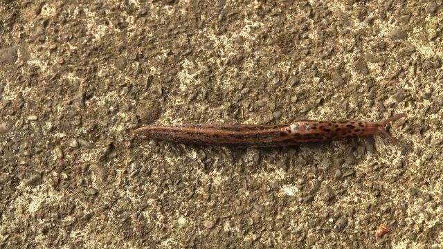 Leopard Slug. Леопардовый слизень (1557sp) смотреть онлайн