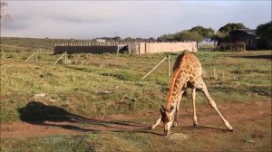 Смешные жирафы / Угарные приколы с животными