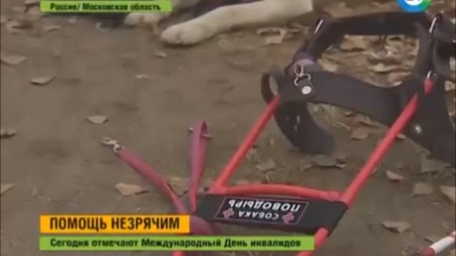 Щенки лабрадора-ретривера смотреть онлайн