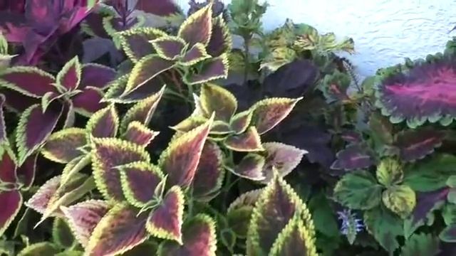 прогулка по саду в конце лета. колеусовый рай. часть 5 смотреть онлайн