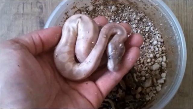 **Crystal ball python hatching!** Special Spotnose X Mojave clutch смотреть онлайн