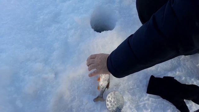 Рванули с Евгением на три часа, прощупать обстановку по белой рыбе, на р.Кама перед весной! #рыбалк смотреть онлайн