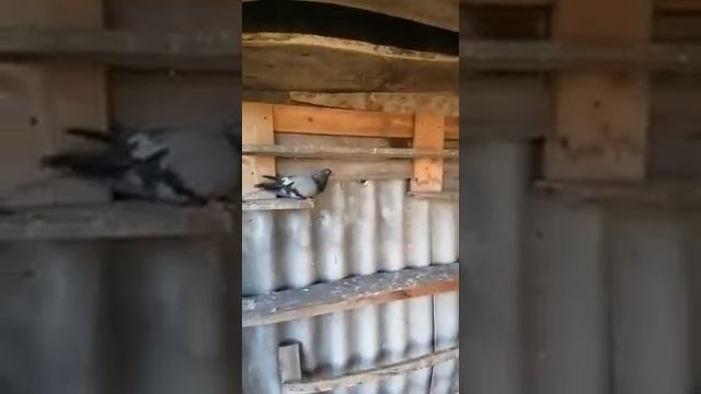 Николаевские голуби на продажу смотреть онлайн