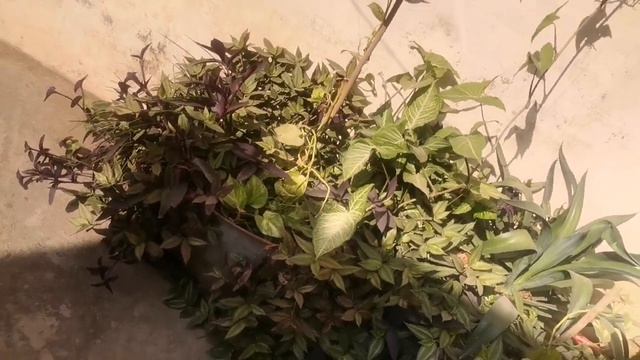 Beautiful Homedecore plant 🌲Beautiful money plant #Arshzone смотреть онлайн