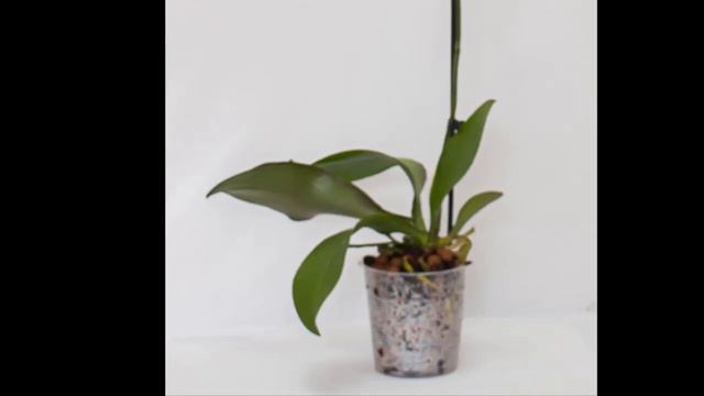 Orchidée: Peut on rempoter un phalaenopsis en fleur et en hiver? смотреть онлайн