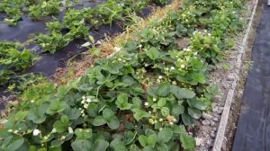 Клубника Мурано