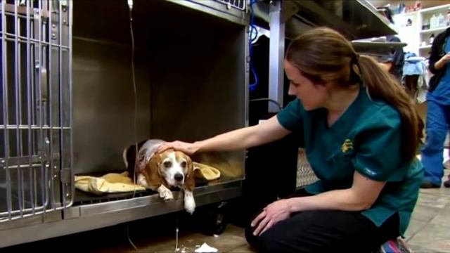 Израненная собака кричала от боли, еще не зная, что хозяин попросил усыпить её… смотреть онлайн