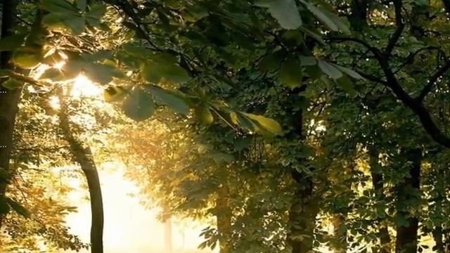 мойо видео смотреть онлайн