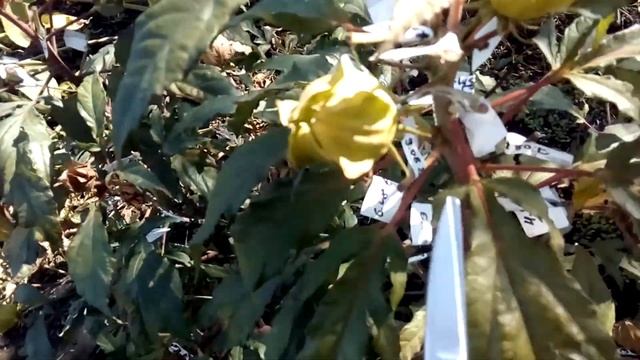 Гибискус травянистый/создаем новые сорта/Гибридизация гибискусов Ч2 смотреть онлайн