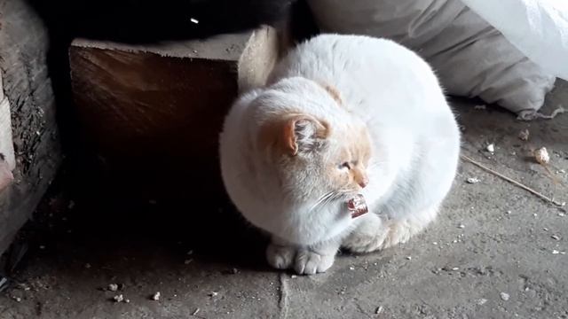 ?Кот напомнил два анекдота? ? смотреть онлайн