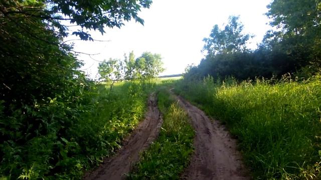 01 06 2019 Начало лета. Старица реки Быстрая в акациево-сосновом лесу смотреть онлайн