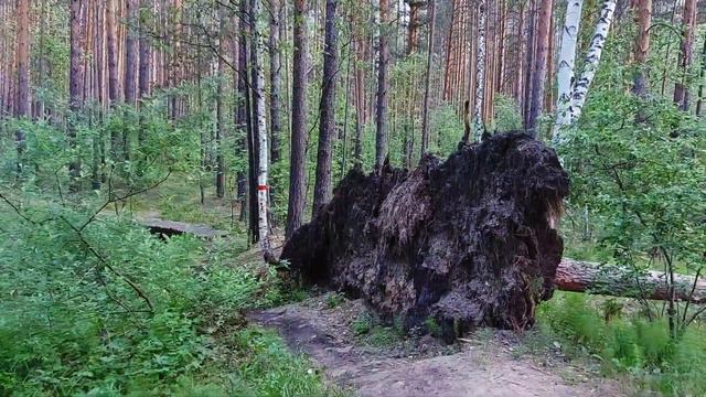 #прогулкасысерть 2021 год. 30 мая. смотреть онлайн