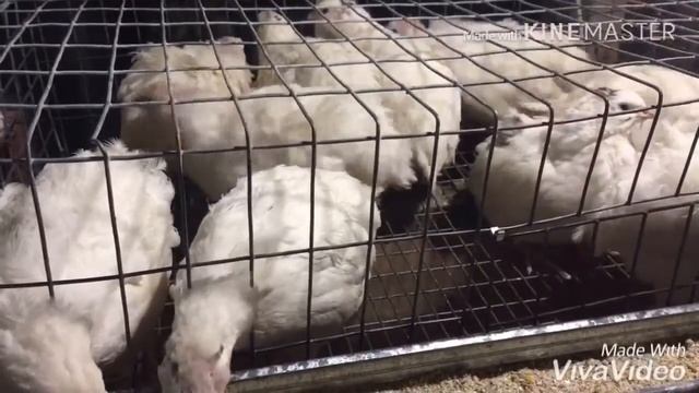 Молодые перепела начали нестись смотреть онлайн