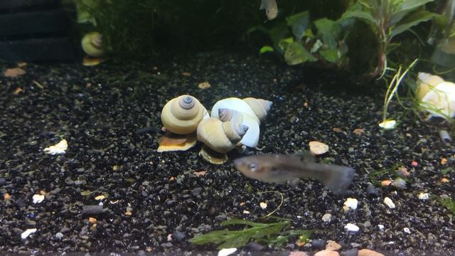 Улитка филопалюдина Мартенси / Filopaludina Martensi смотреть онлайн