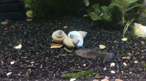 Улитка филопалюдина Мартенси / Filopaludina Martensi