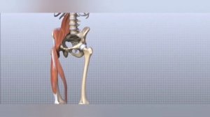 ТАЗОБЕДРЕННЫЙ СУСТАВ Часть2  Анатомия для занимающихся