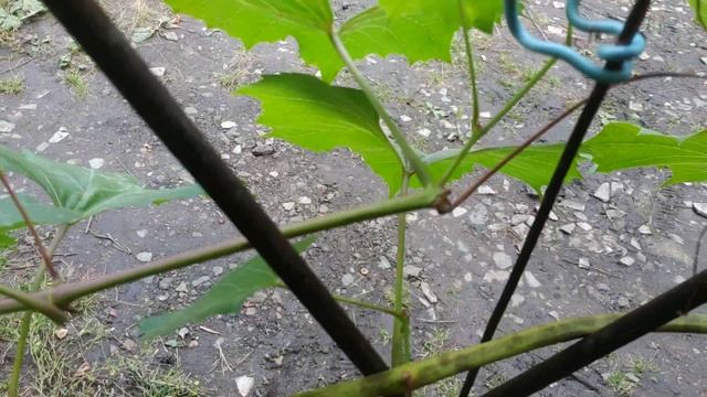 Оидиум на Изабелле. 2022 год смотреть онлайн