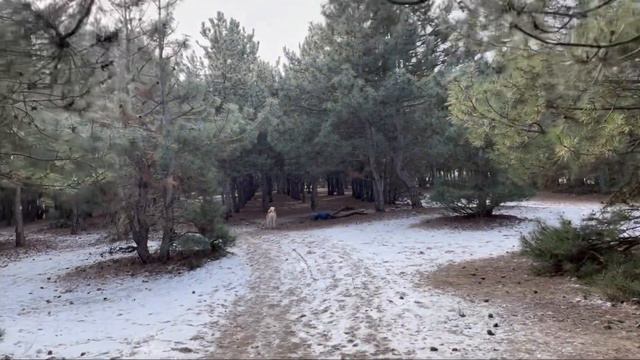 Прогулка Акита-ину и французский бульдог#frenchbulldog#Akitainu#Tayson#Zeus смотреть онлайн