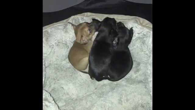 5 Week Chihuahua Puppies смотреть онлайн