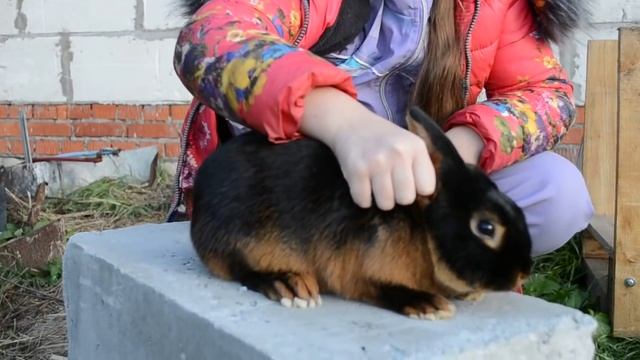 Кролиководы России, Климовск: кролики породы огненный и новозеландский красный. смотреть онлайн