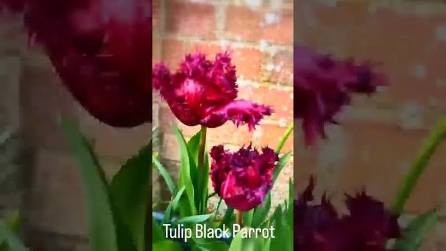 Tulip Black Parrot #shorts #gardening #organic смотреть онлайн
