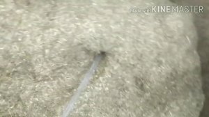 Разведение червей Дендробена. Конский навоз.Продолжаем расселять