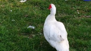 Индоутки.Как бройлеры.