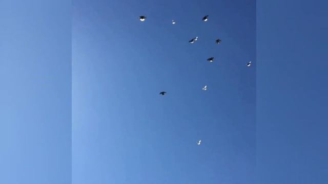 Бой иранских голубей ?? ⭐️ Iranian high-flyer pigeons | کبوترهای ایرانی | Kabootar bazi смотреть онлайн