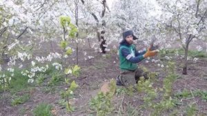 Как защитить цветущие деревья от заморозков? Сохраним урожай абрикос и вишен!