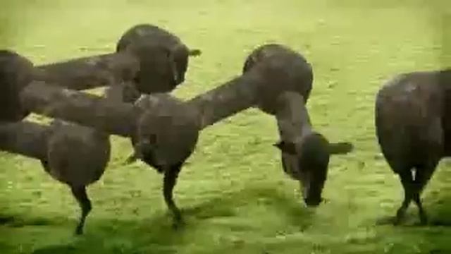 Юмор. Танцующие коровы смотреть онлайн