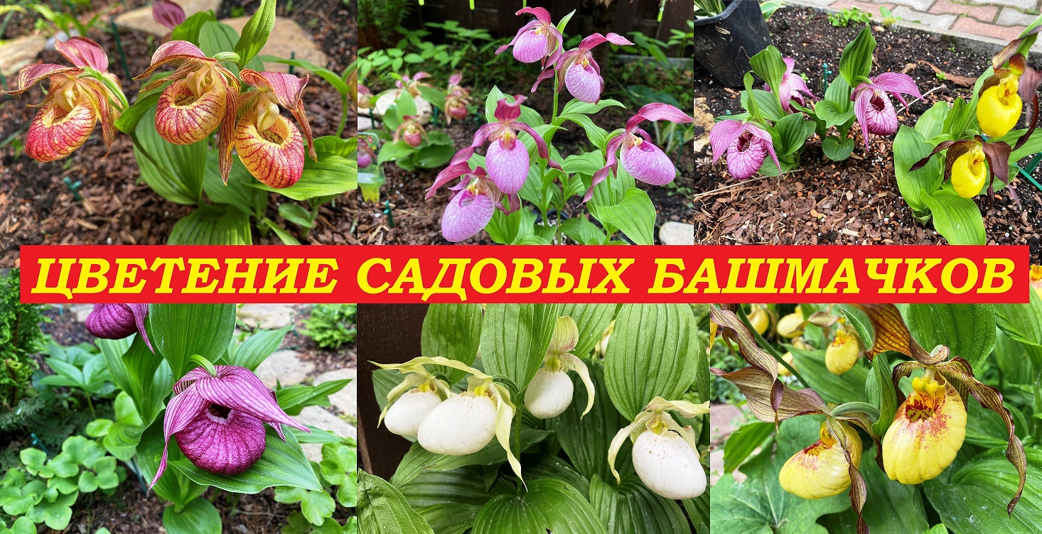 Цветение садовых башмачков, сезон 2022 смотреть онлайн