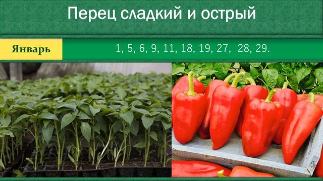 Благоприятные дни для посадки рассады в Январе 2020 года смотреть онлайн