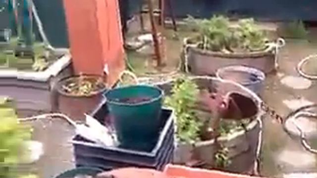 Alaskan Garden '12 смотреть онлайн