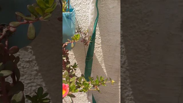 MyGardenBlooms Thunbergia,Poli karisalankanni ,Purple Heart, Buttercup, Mexican Petunia,Blood Berry смотреть онлайн