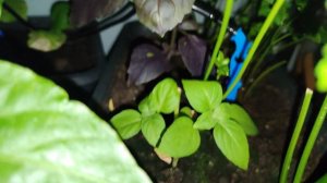 Зелень на балконе