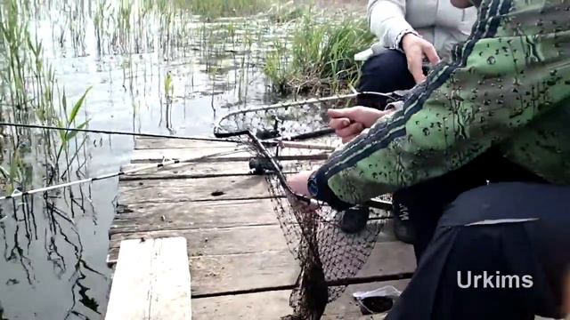 Рыбалка с Кумом день 3. Ловля карася на р. Сура смотреть онлайн