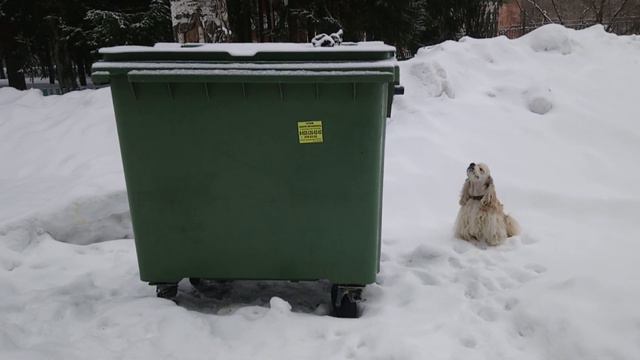 How does cocker spaniel know there's a glove on top of the garbage can? смотреть онлайн