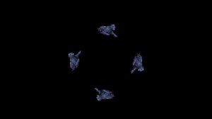 Голограмма Дикие кошки / видео для 3D-пирамиды