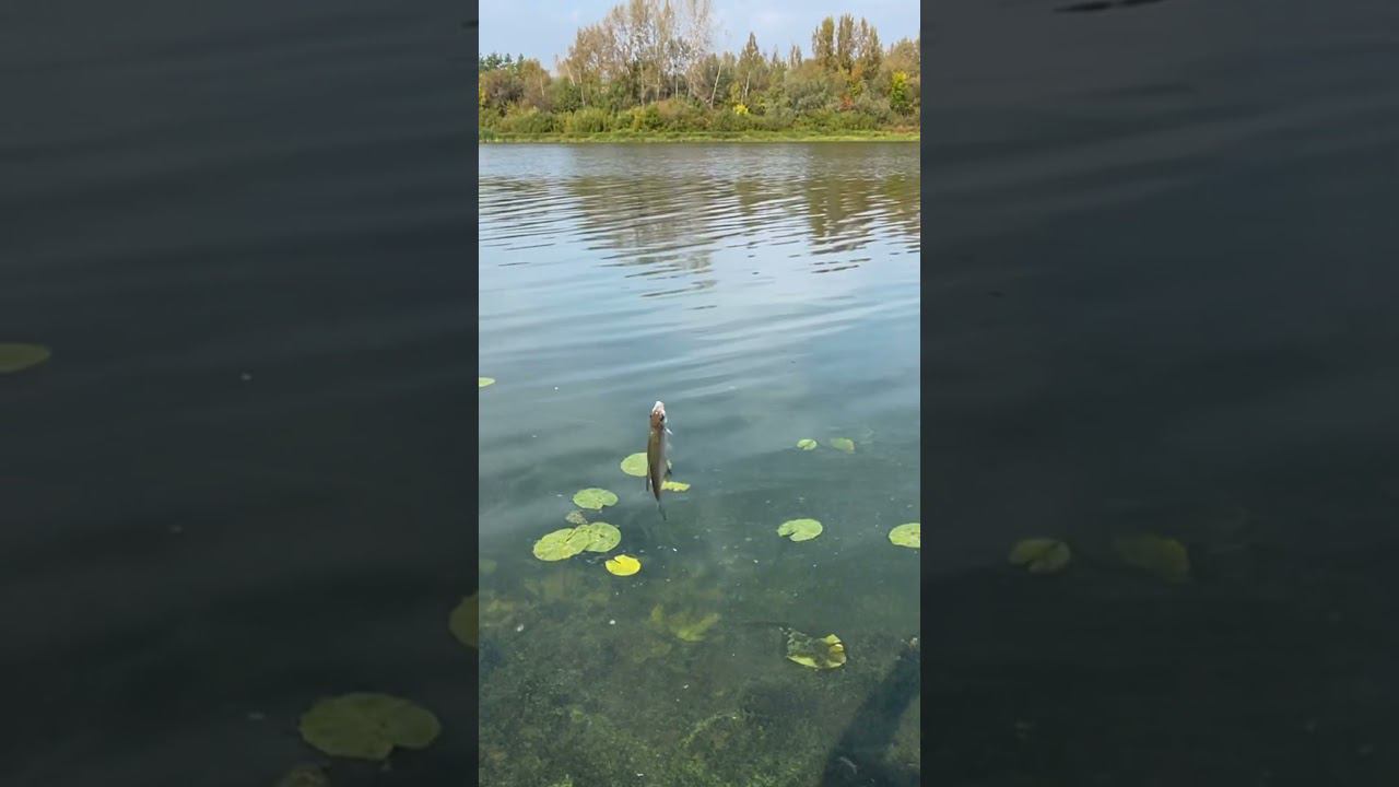 Осенний красавчик #рыбалкакстово #плотва смотреть онлайн