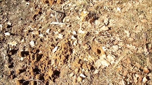 Взбунтовавшаяся Почва Pedoturbation смотреть онлайн