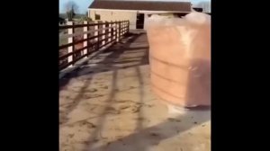 тест на ШИЗУ - уровень: кириешки